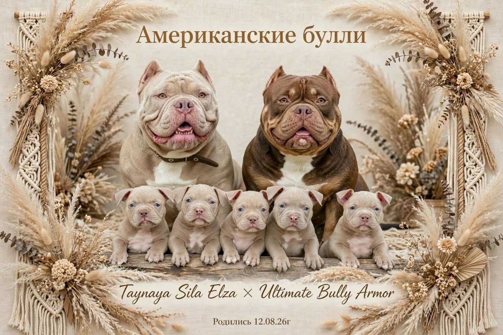 Американские булли