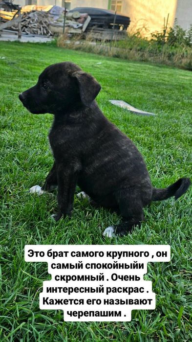 Щенками нужен дом
