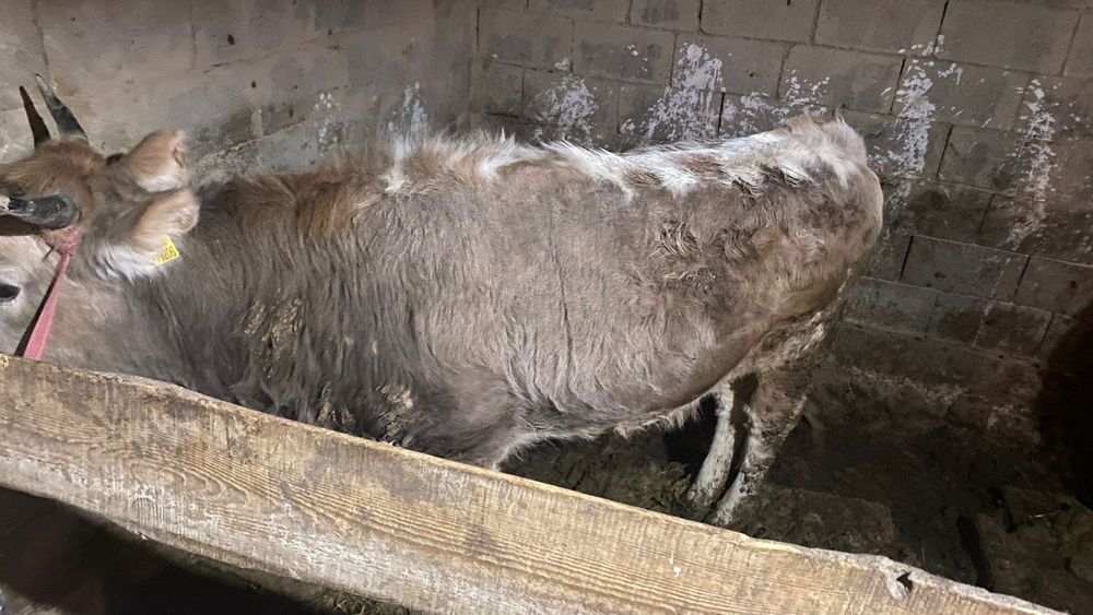 Сиырлар 2,5жасар