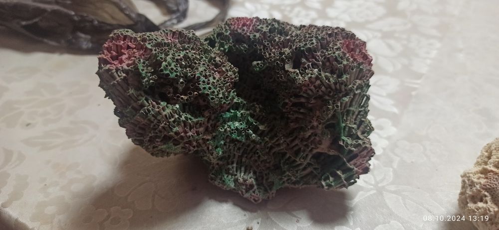 Продам морские кораллы