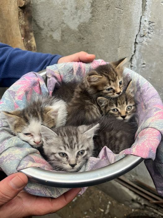 Отдам котят в добрые руки