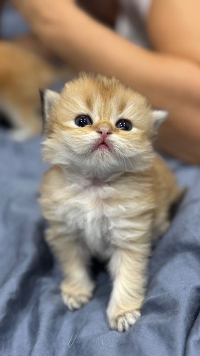 Pisicuță Scottish Longhair aurie – o adevărată ursulețică