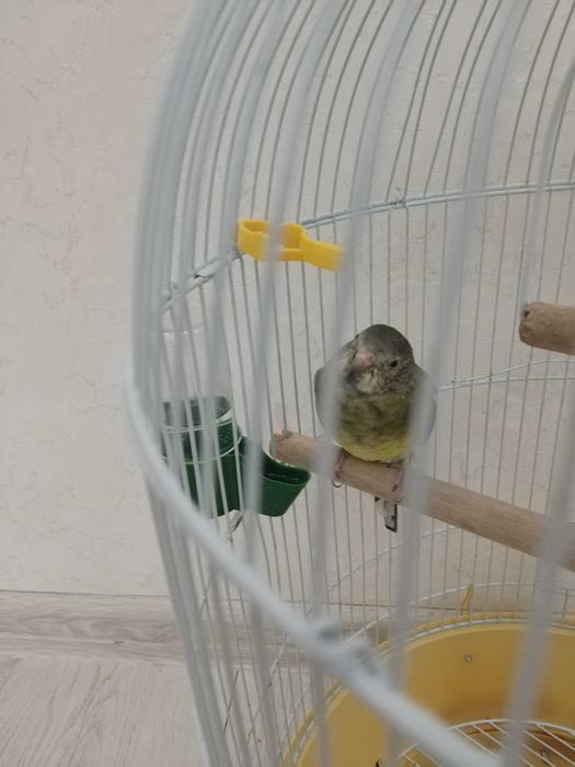 Попугай девочкаа