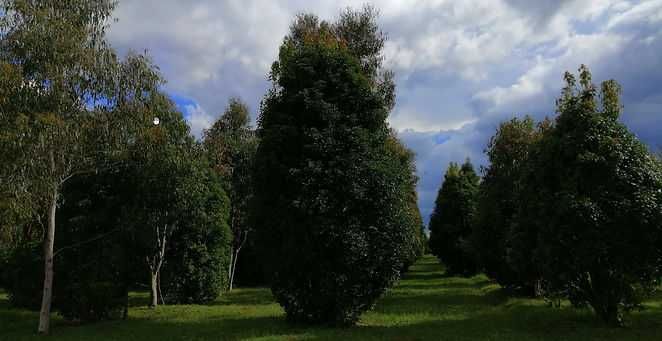 Етерично био масло равинцара