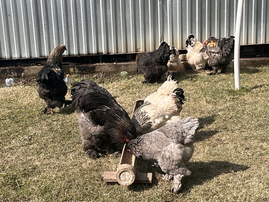 Куры с петухом продаю