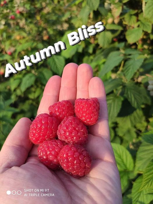 Plante de vânzare zmeura si mure