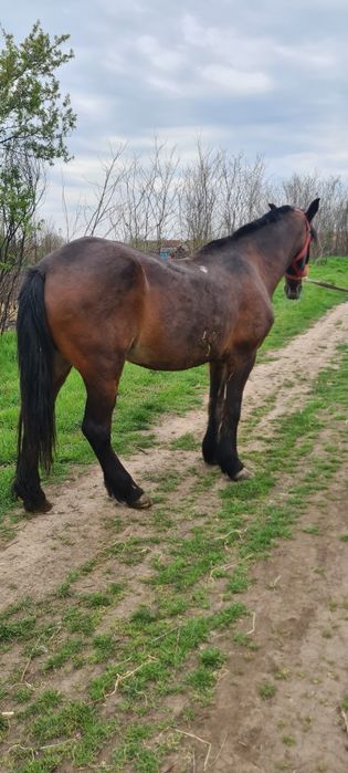 De vanzare iapa cu căruță