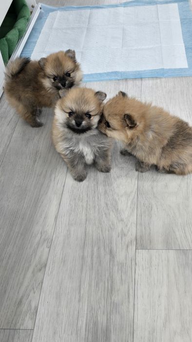 Продаются щенки шпица