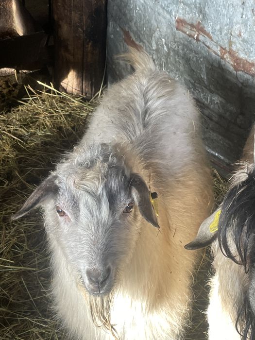 Семіз қой ешкілер сатылады