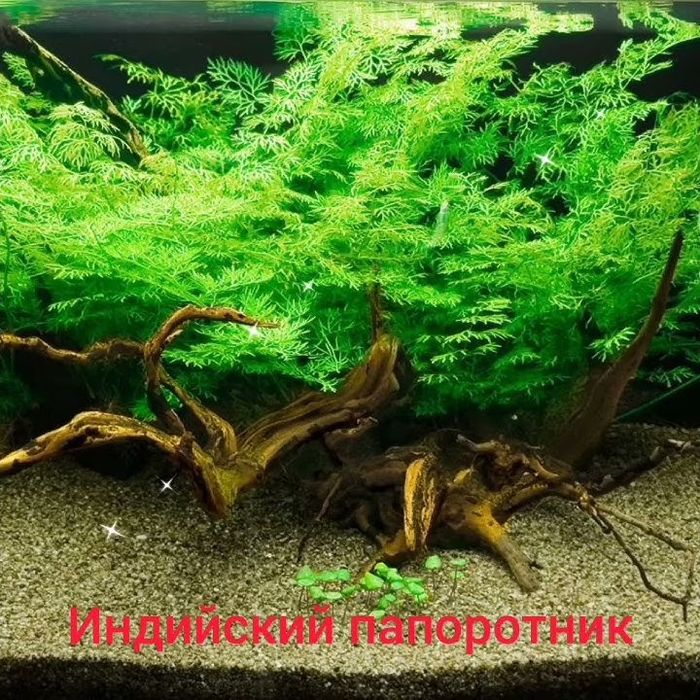 Продам папоротник Индийский