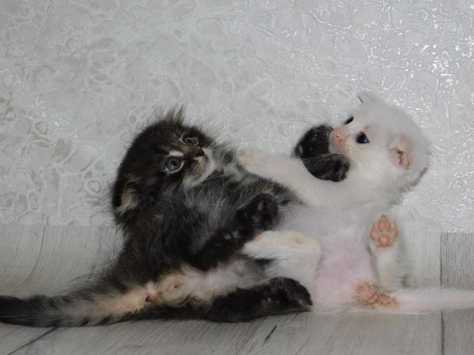 Весдоухая белая кошка
