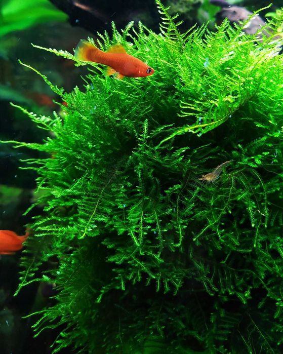 Plante de acvariu naturale/Bucephalandra/Muschi/Moss/Pietre/Roci/Decor