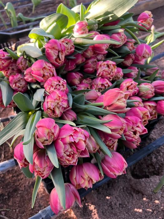 Тюльпаны оптом с алматы