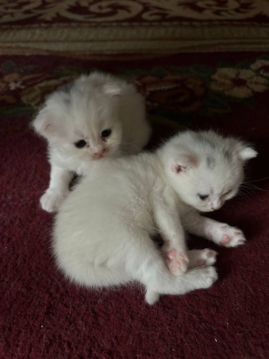 mushukchalar turk angora shotlandskaya strayt fold mushuk