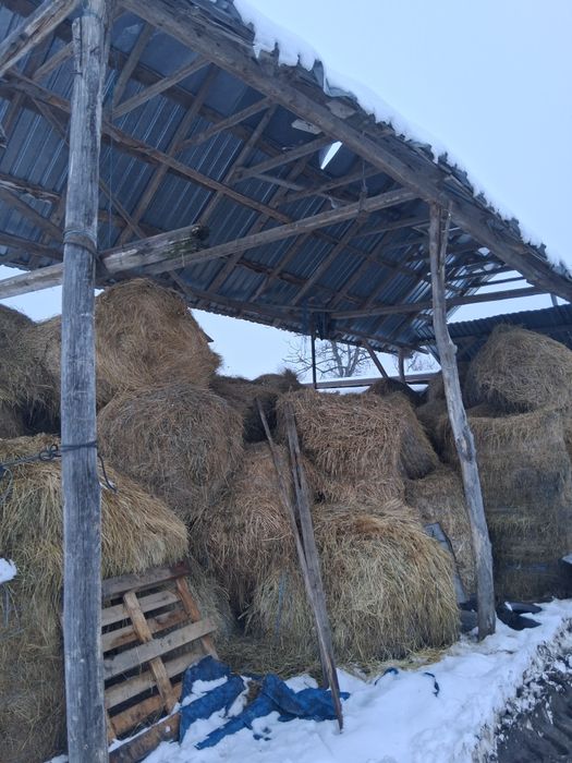 Vând balotat mari lusarna din vara adunata