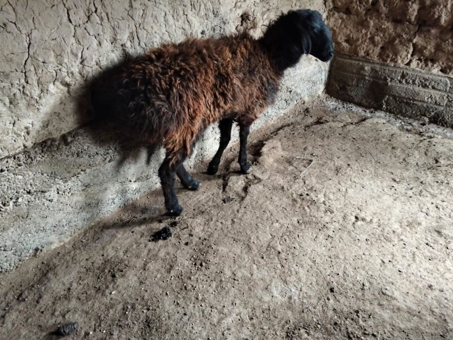 Қошқар соңғысы қалды