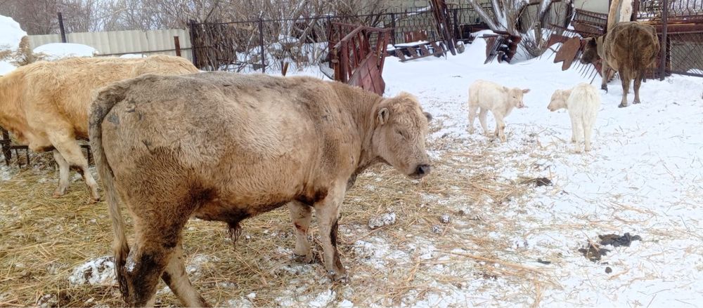 Продам быка 2 года