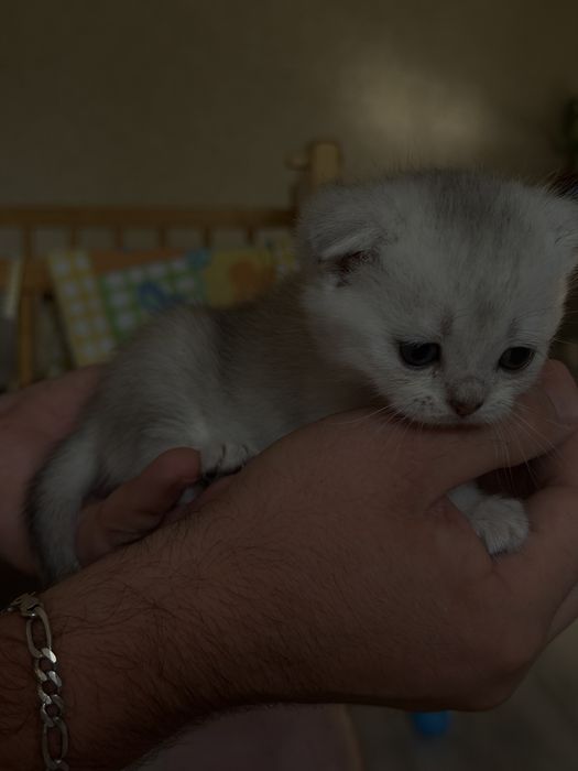 Готовятся к продаже котята