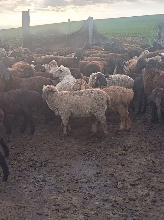 ҚОШҚАР ҚОЙ токты Гемпшир баран овцы