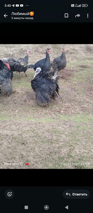 Яйца индюшиное продаются