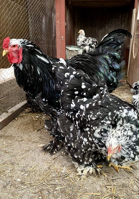 Ouă de vânzare pentru incubator Brahma Porțelan/Bobat și Orpington !