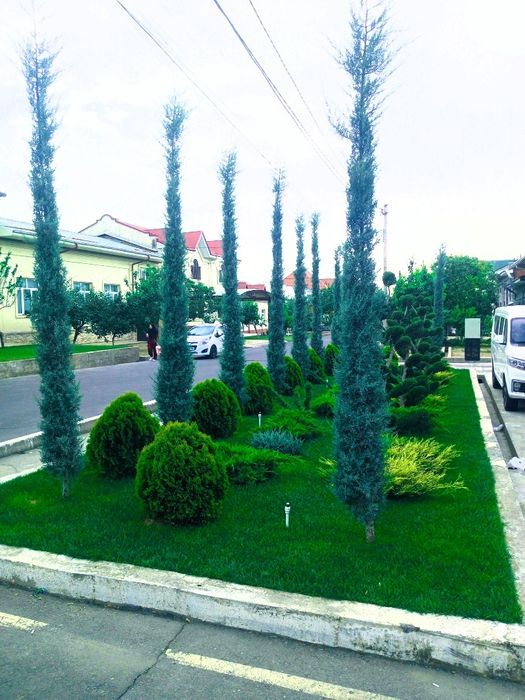 Archa kesish dorilash va Gazon ikkish