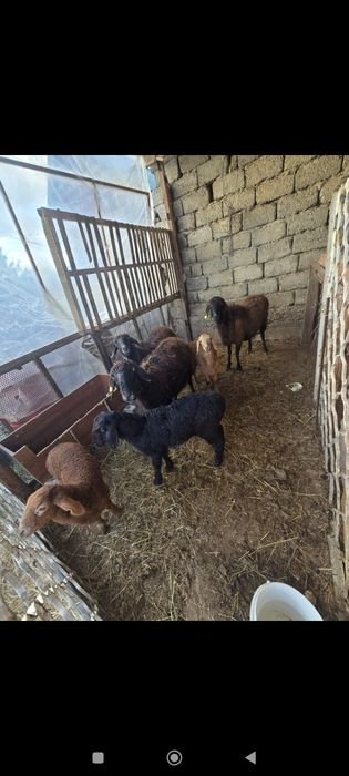 Қозылы қой 130000нан