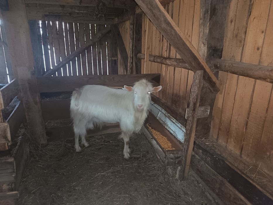 Vând țap de un an!