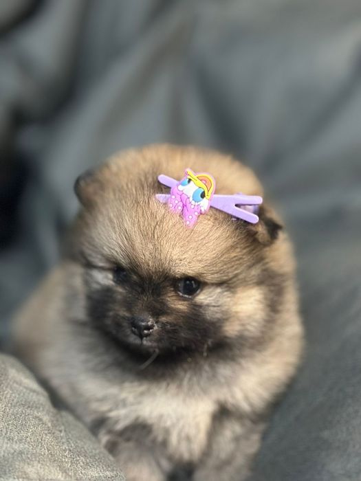 Продам щенков шпица.