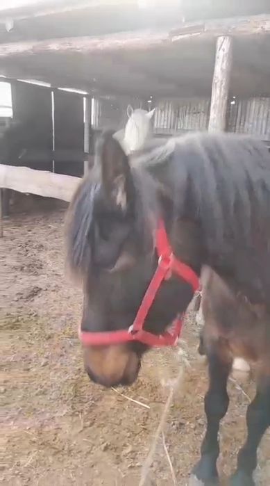 Айғыр сатылады, 8жасар