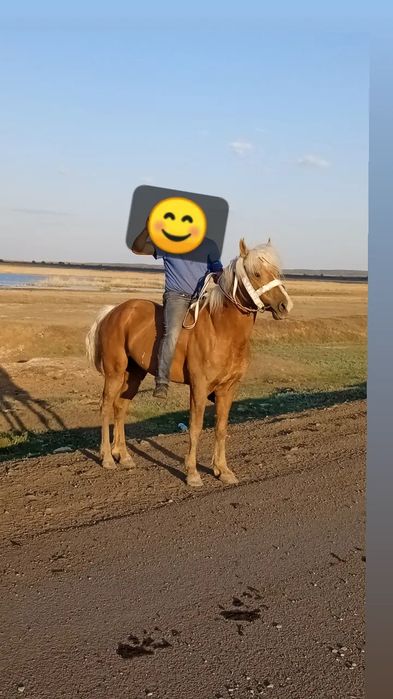 Продается жеребец