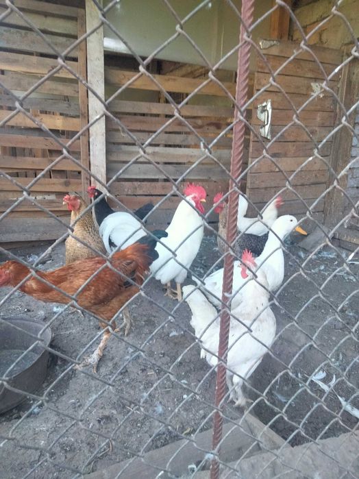 Продам курей несушек