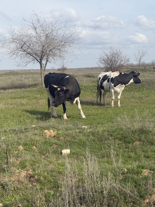 Продаются коровы