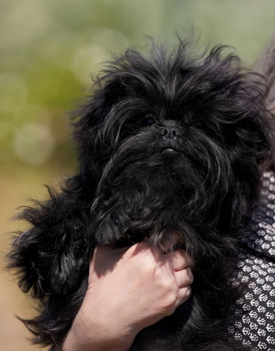 Щенки аффенпинчера