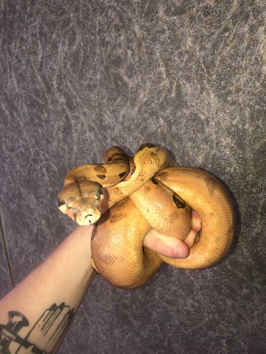 самка императорского удава