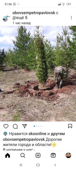 Ель голубая сибирская