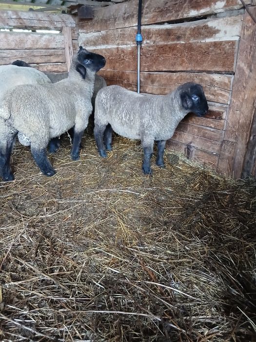 Berbecuti suffolk  de vânzare