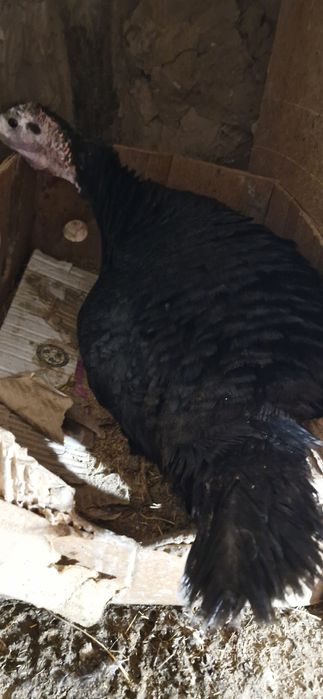 Курк индюк.Kurka kurk bolgan