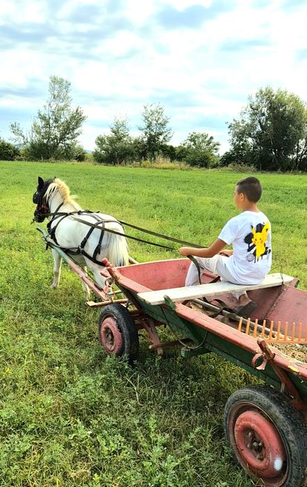 Ponei castrat , accept schimb cu animale