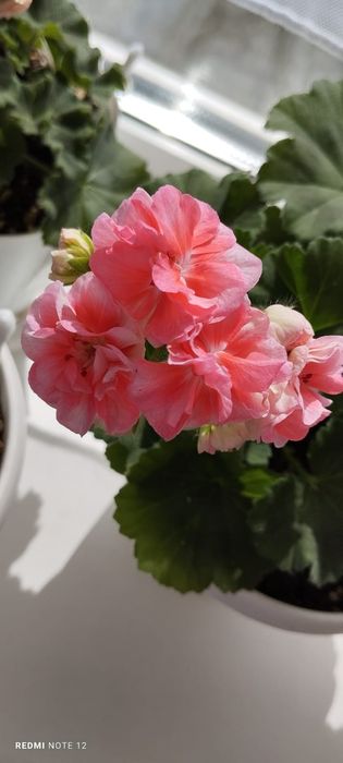 Пеларгонии много сортов герань