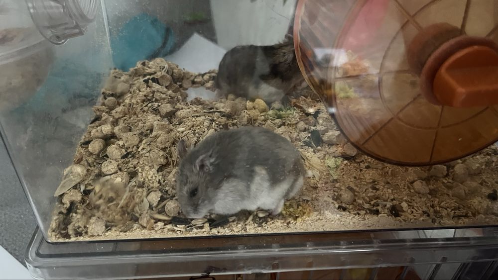 Продам джунгарских хомяков с клеткой  2 мальчика ,