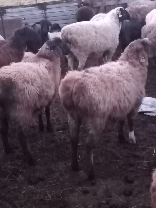 Токты сатылады.       .