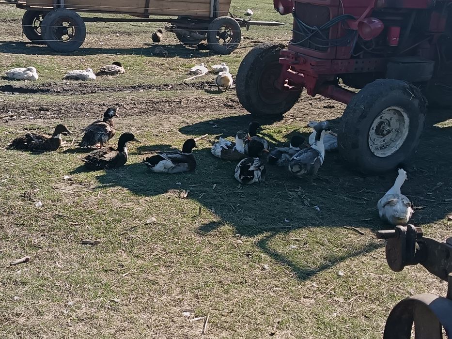 Vând ouă de rață pt incubat 3 lei oul