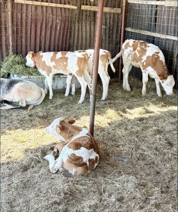 Vitei sugari si intarcati pentru crescut ! Exemplare frumoase,