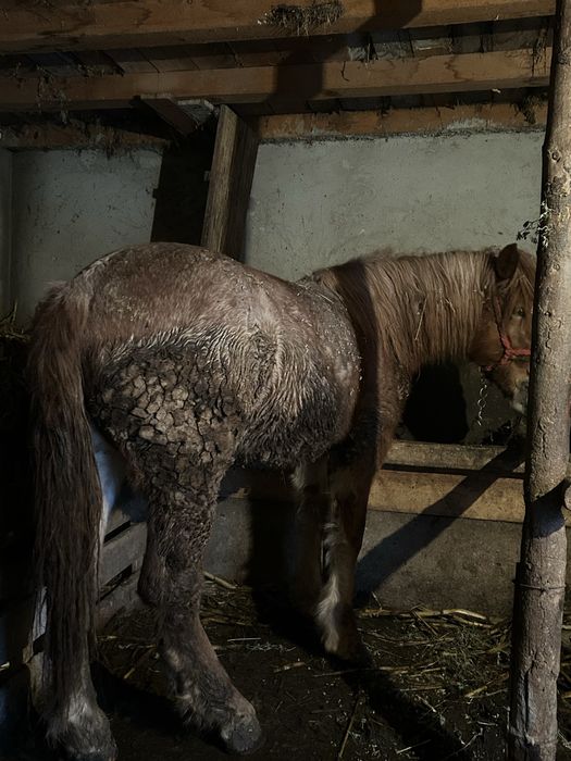 Manza rasa semi grea