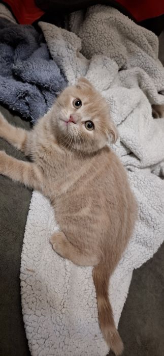 Шотландские вислоухие котята