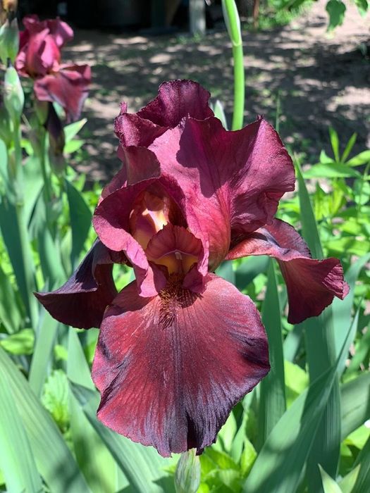 Ирисы голандские, папортники.