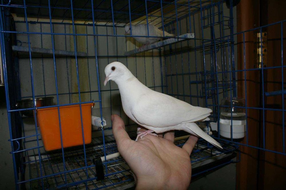 Продам Египетскую смеющуюся горлицу