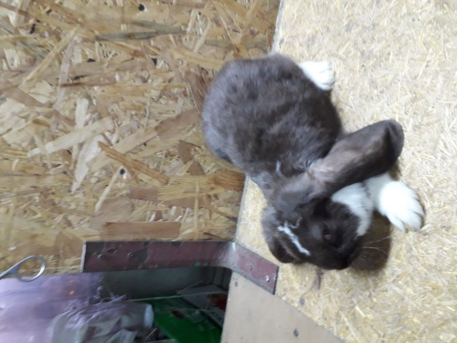 Кролики французский баран