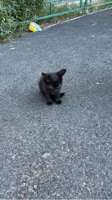 Выкинули котенка